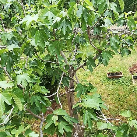 Darko * Нови-Винодолски